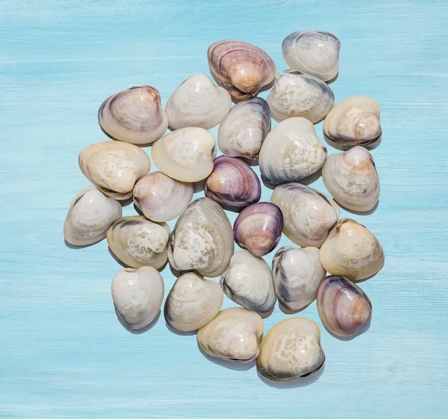 Clams Big With Shell 500 g