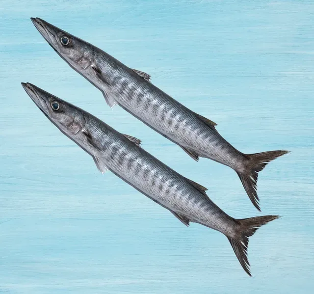 Fresh Barracuda Fish Whole Cleaned 1 kg