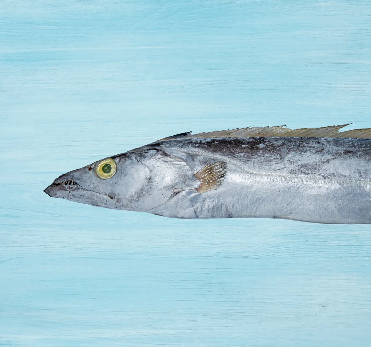 Fresh Belt Fish Whole Cleaned 1 kg hover image