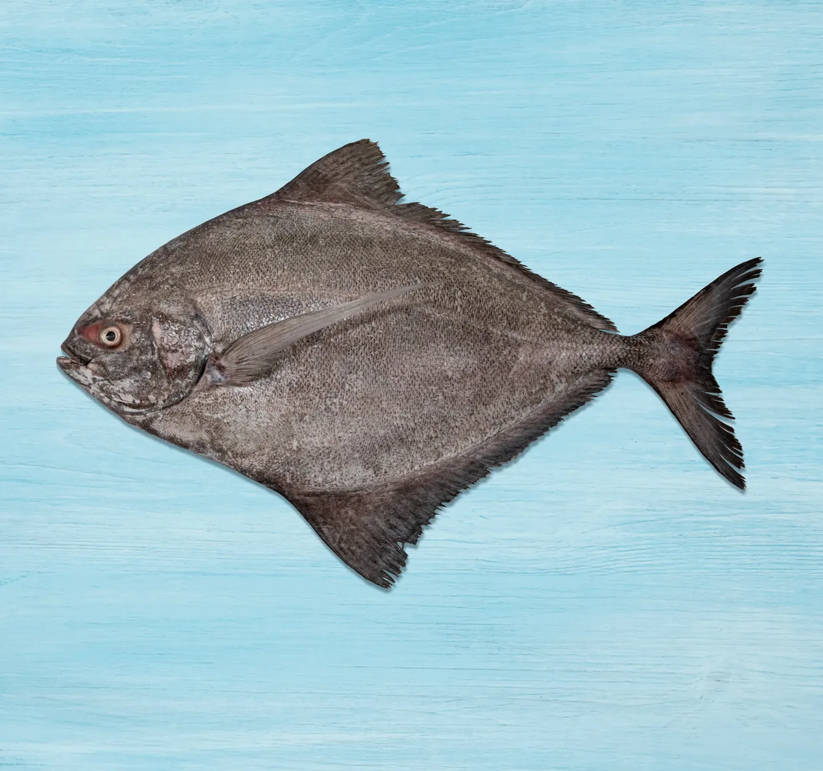Fresh Black Pomfret Fish Whole Cleaned 1 kg