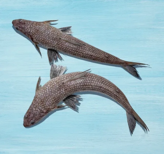 Fresh Makroona Fish Local Whole Cleaned 1 kg