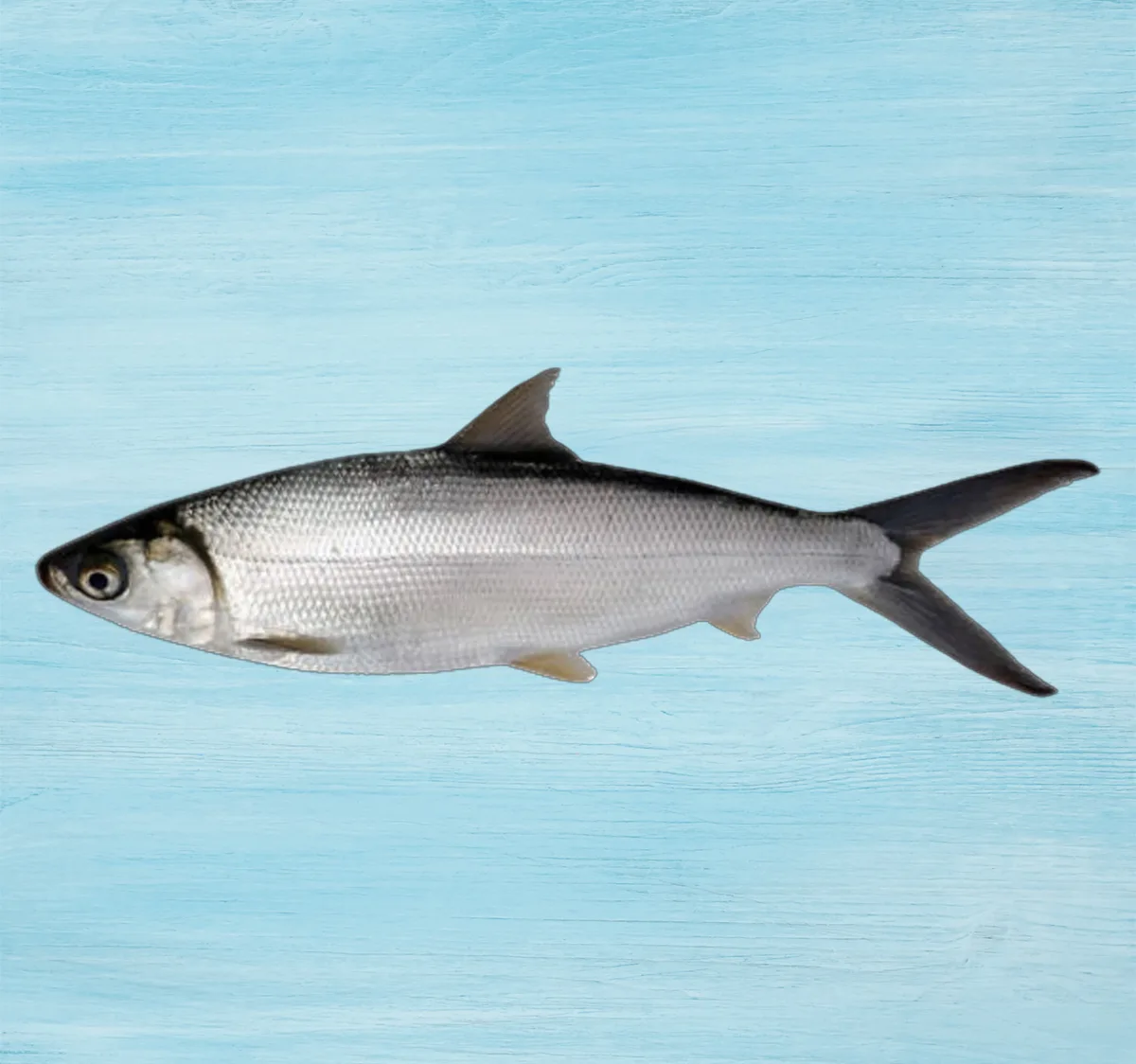 Fresh Milk Fish Big Whole Cleaned 5 kg