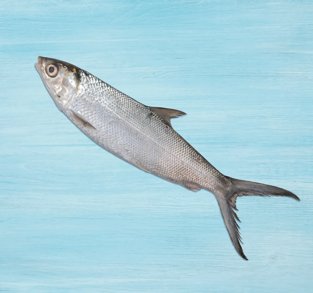 Fresh Milk Fish Cleaned 1 kg