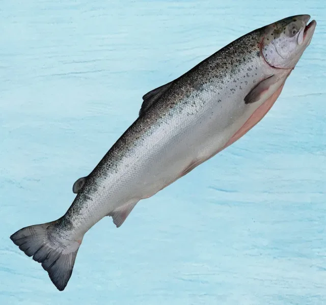 Fresh Norwegian Salmon Whole Small 1.5 kg
