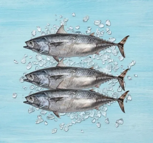 Fresh Tuna Fish Small Whole Cleaned 1 kg