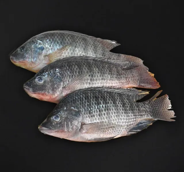 Live Tilapia Fish Whole Cleaned 1 kg