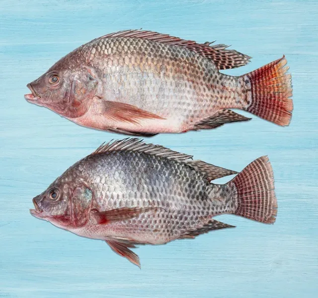 Tilapia Fish Local Whole Cleaned 1 kg