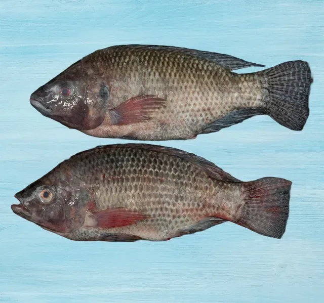 Tilapia Fish Local Whole Cleaned 1 kg hover image